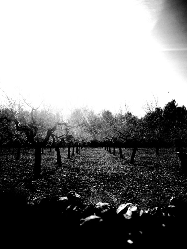 almond trees
