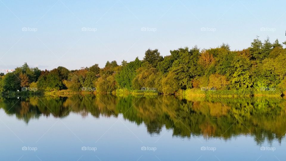 Reflection of a forest in water