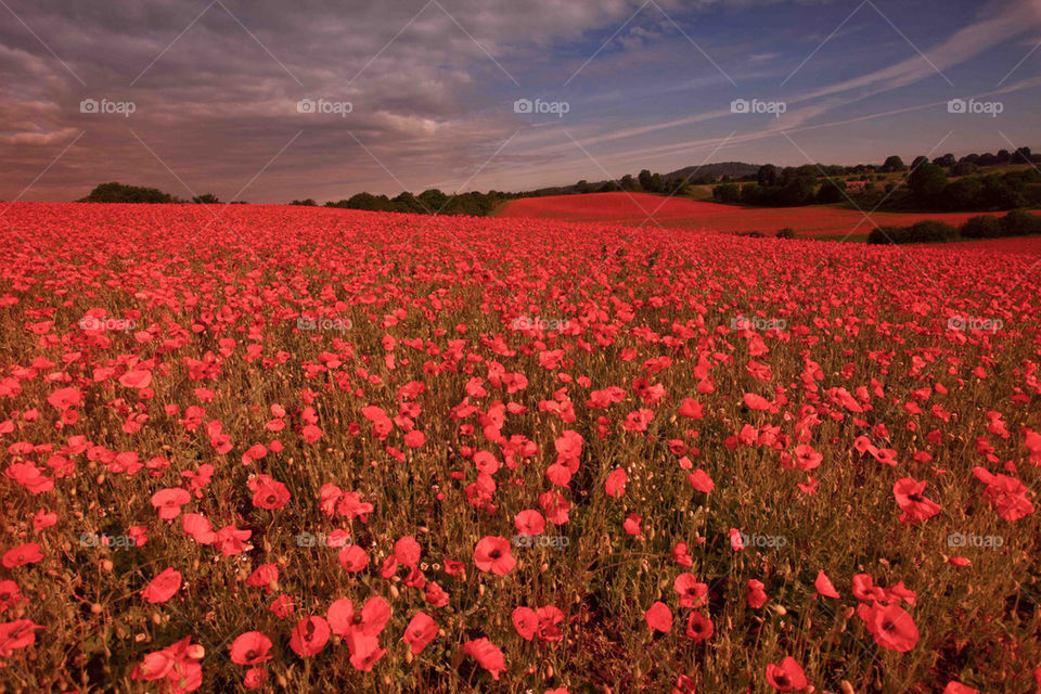 Poppies in a field uk