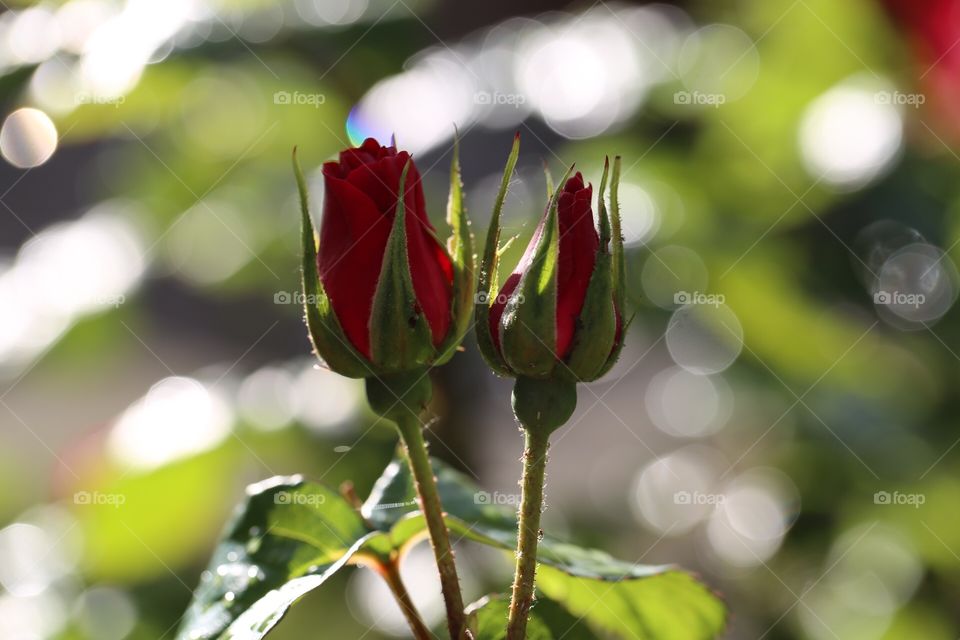 Red roses 