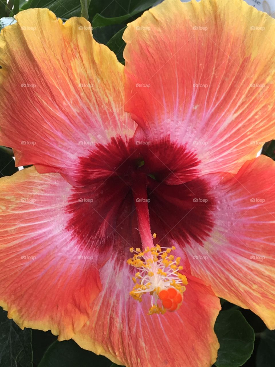Hibiscus flower blooms