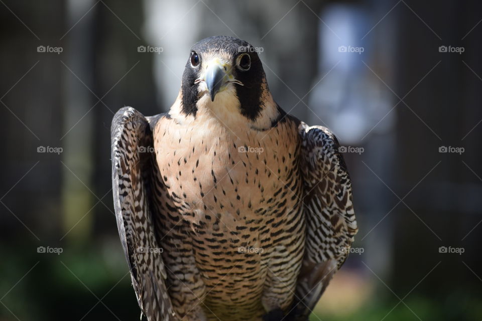 Peregrine falcon