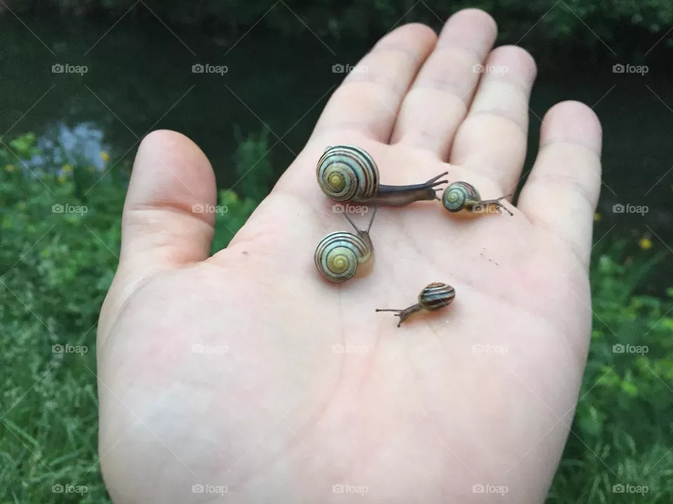 Schnecken in der Hand 