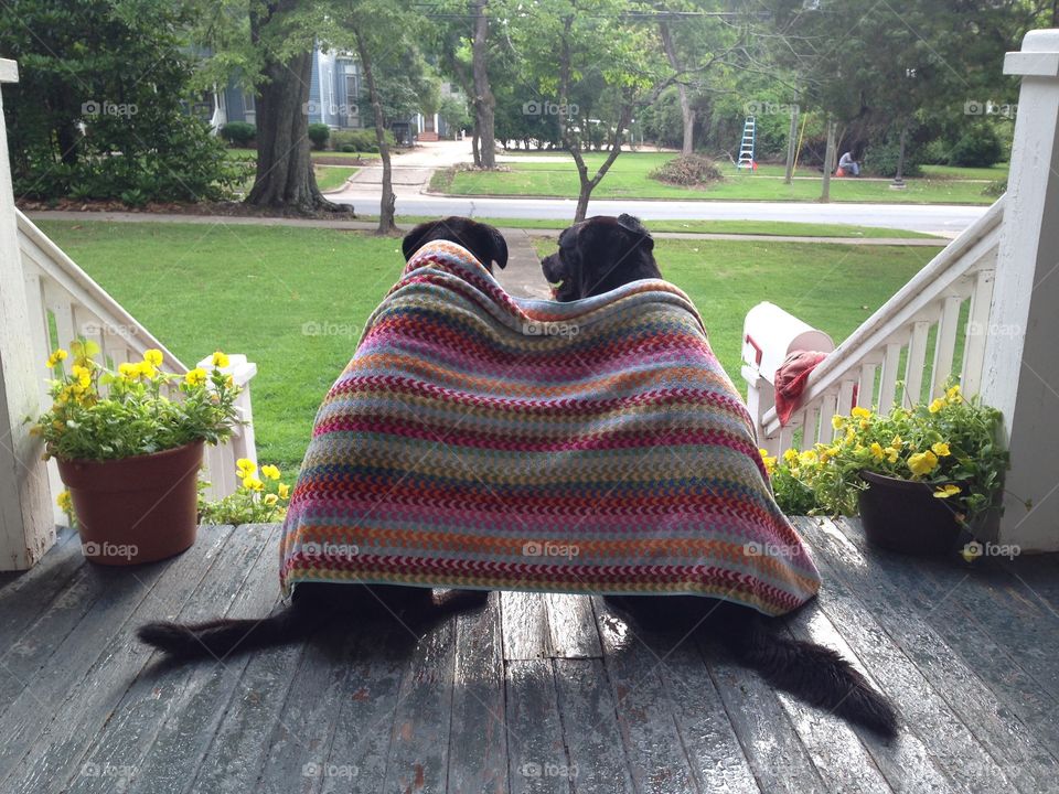 Rear view of two dogs covered with a towel