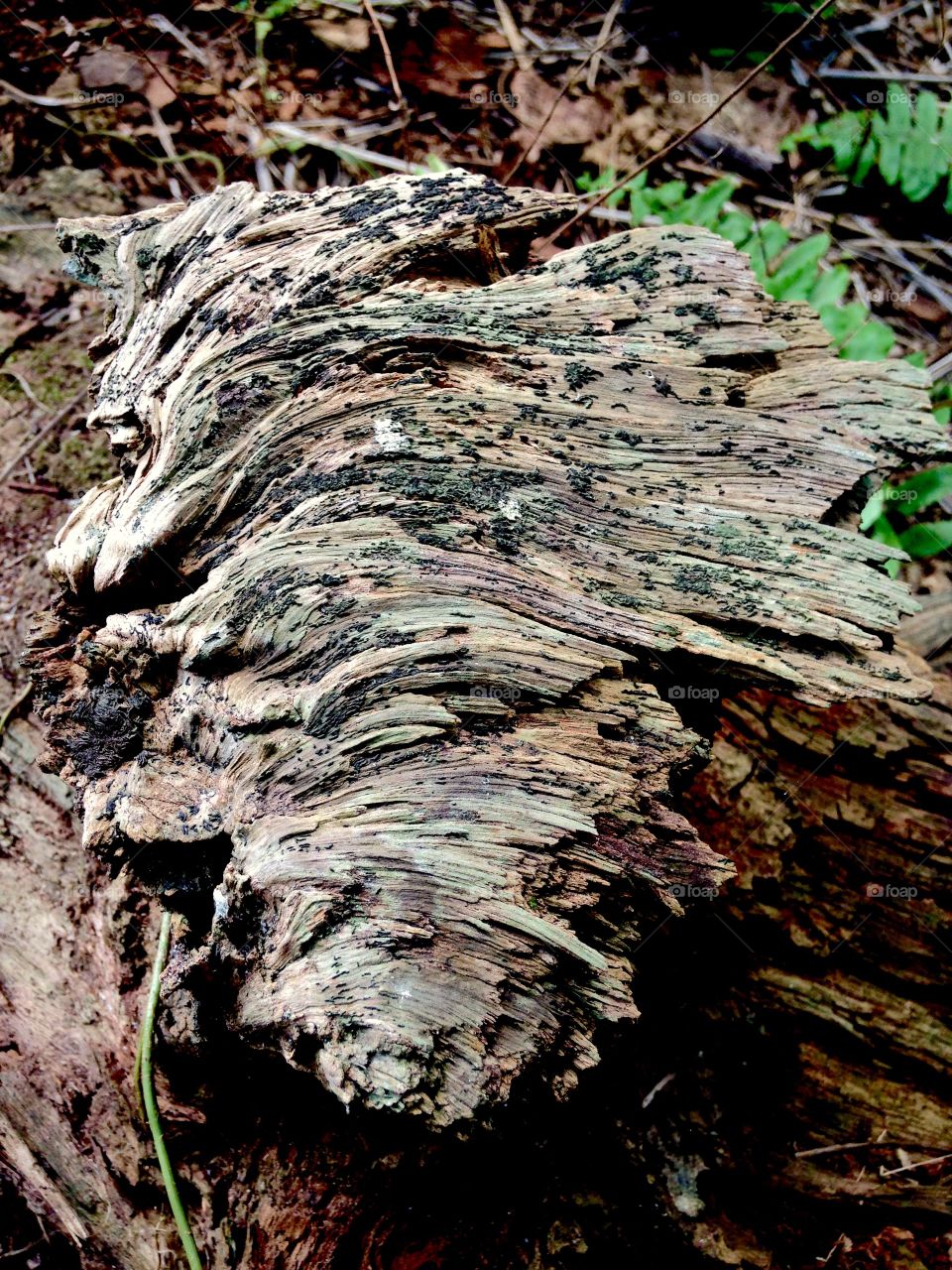 art of tree and shadow lines