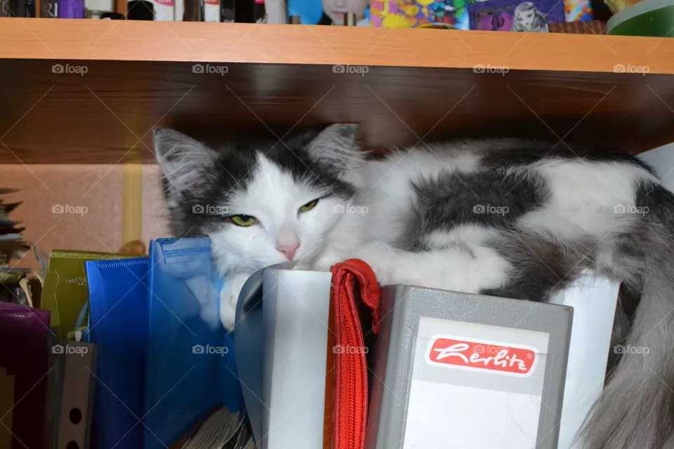 cat