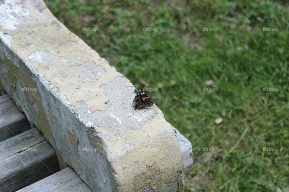 butterfly on bench