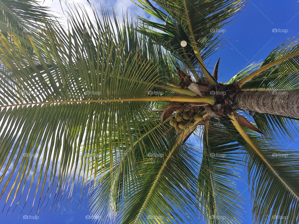 Under the palmtree