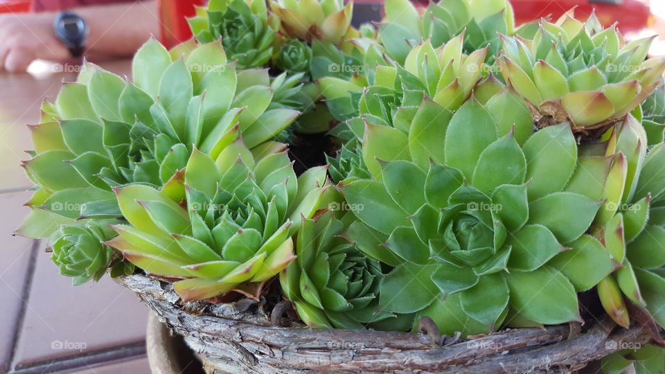 Basket of Succulents