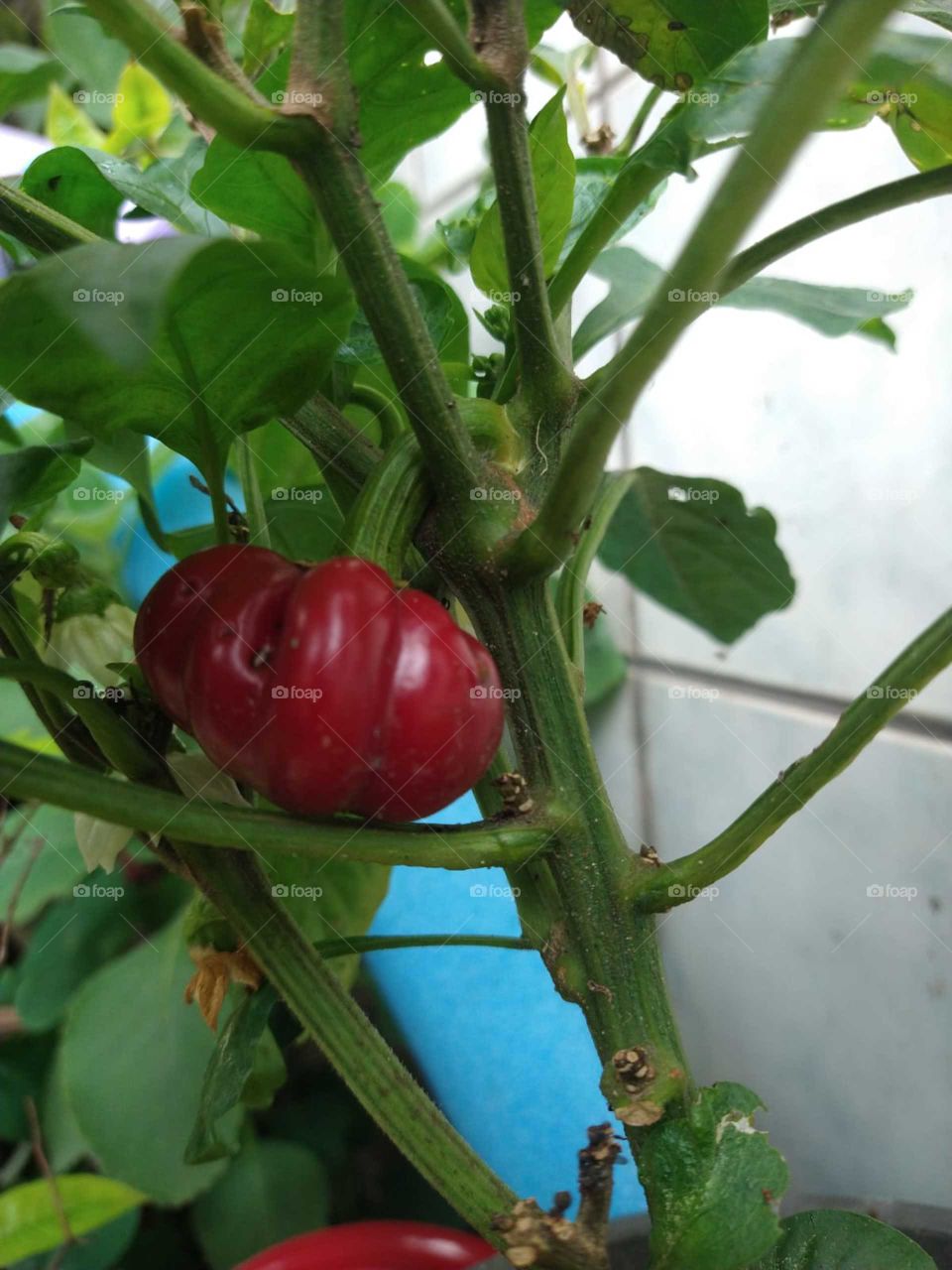 Pimentão Vermelho