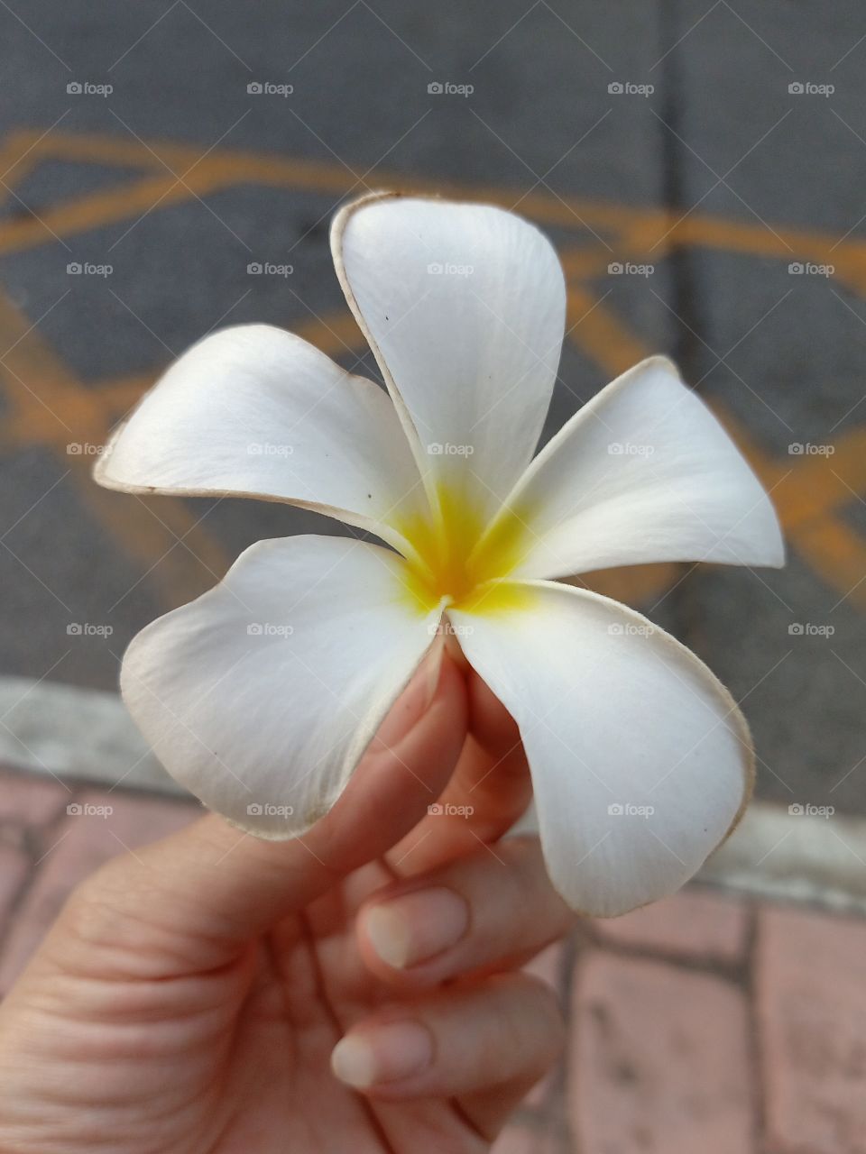 Plumeria