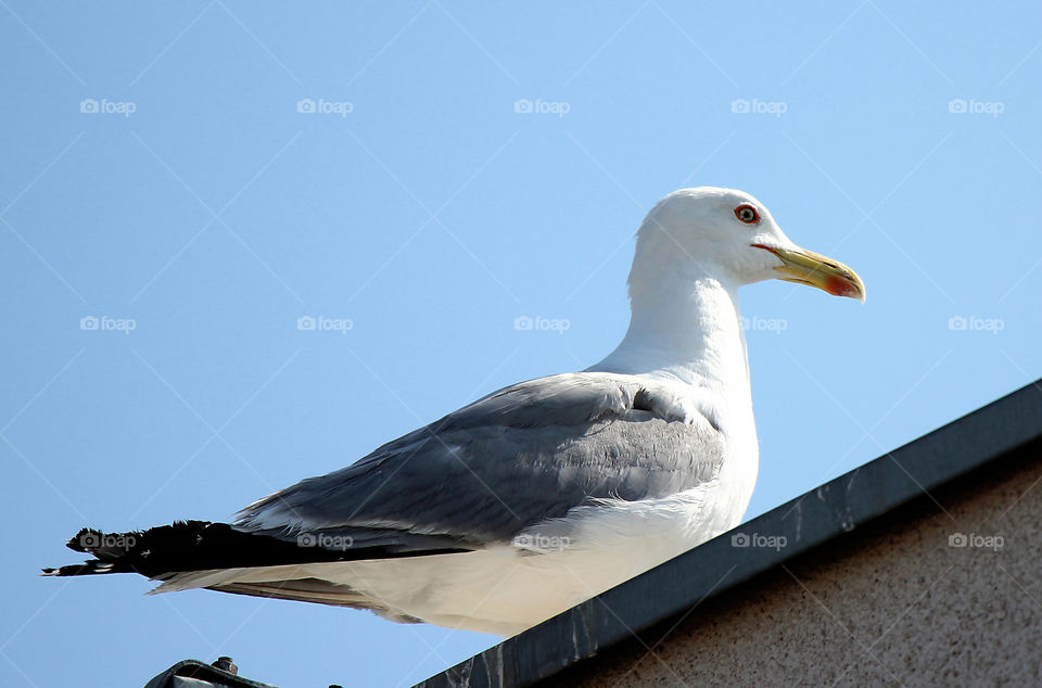 Seagulls