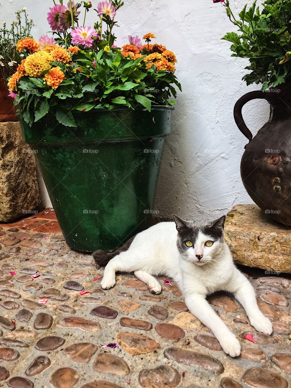 Gato de Córdoba