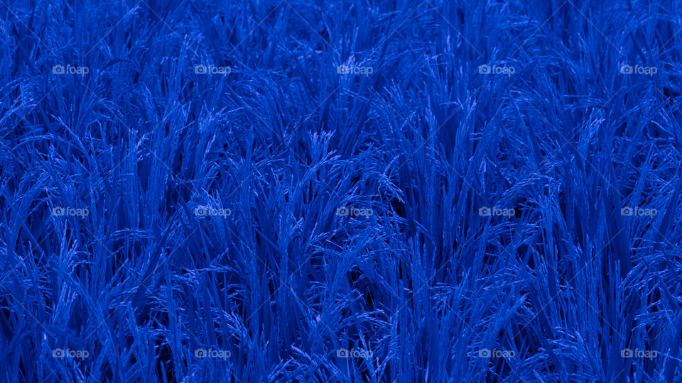 Abstract imagination of blue rice fields