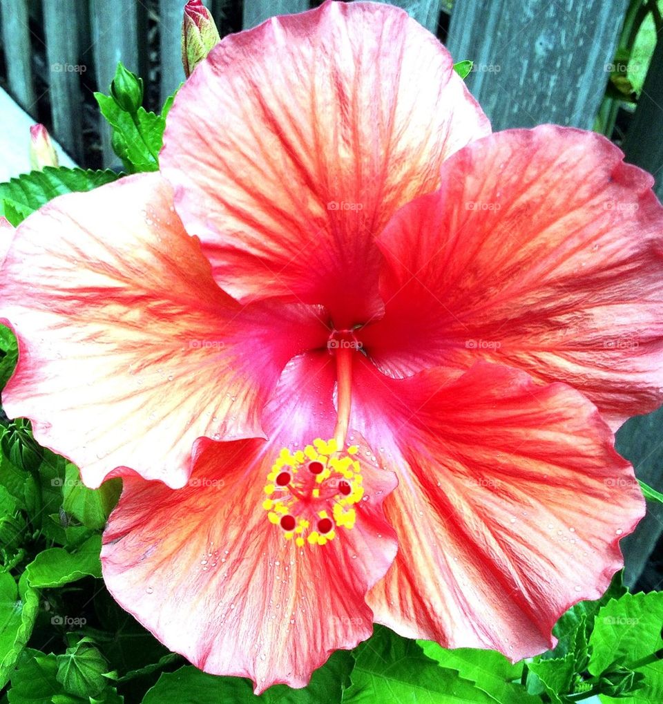 Hibiscus un full bloom