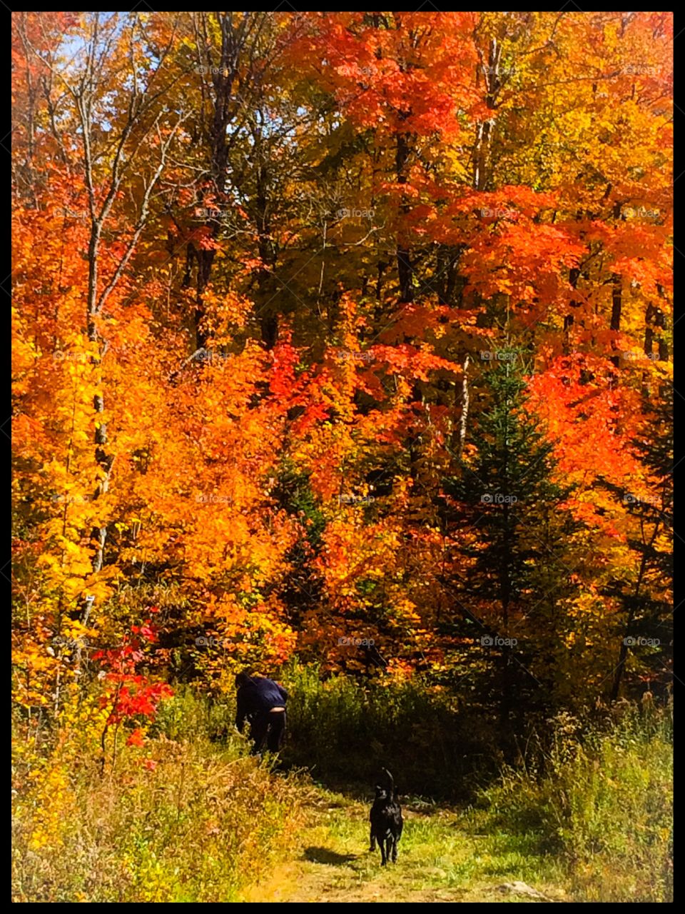 Country autumn