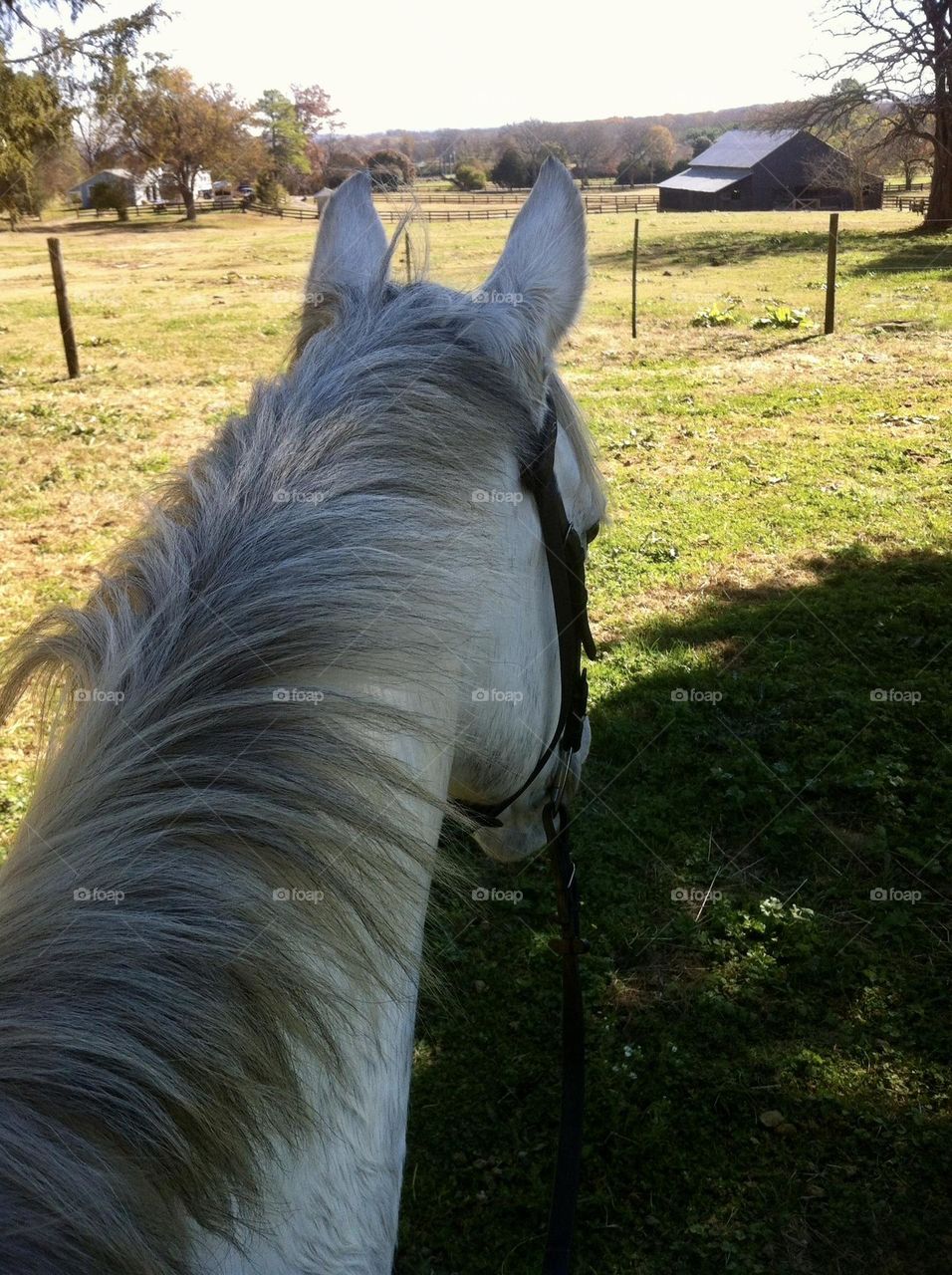 Countryside horse barnyard barn view from between the ears while horseback riding around the farm on a grey horse summer vacation rural shade