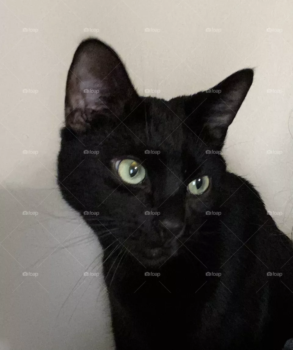 Black cat