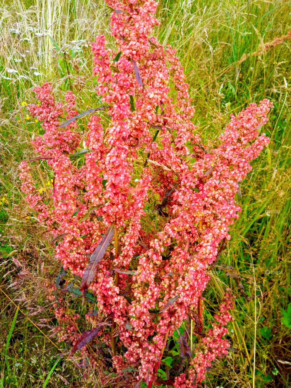 полевые цветы