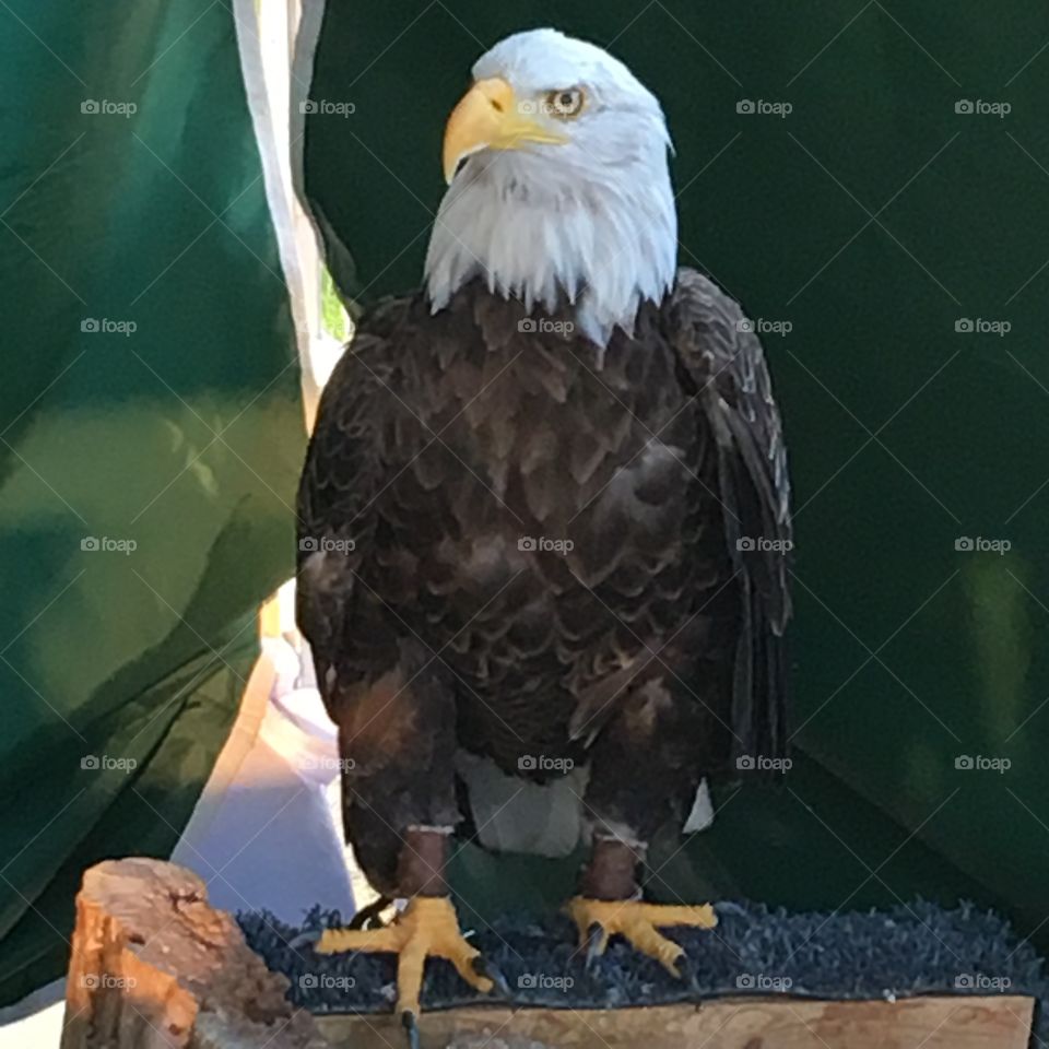 Bold. Majestic. Eagle. The eagle is the bird, the great symbol of America. We loo to the eagle with pride. 
