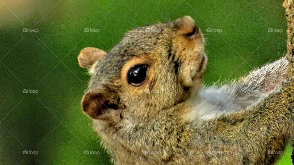 Squirrel looking at me