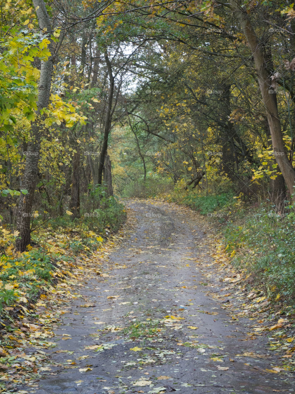 autumn track