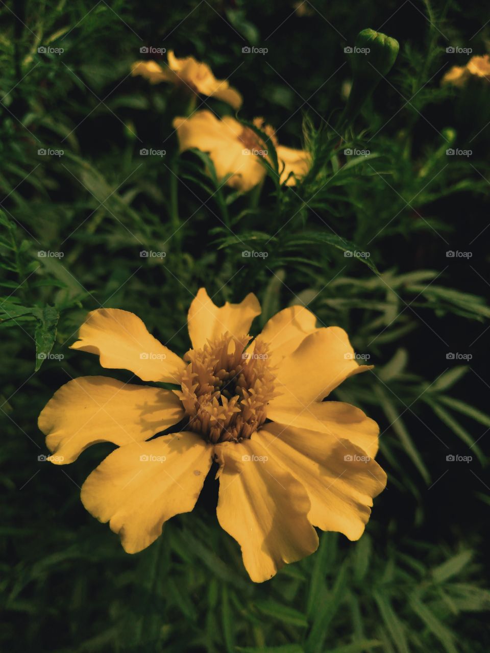 marigold flowers