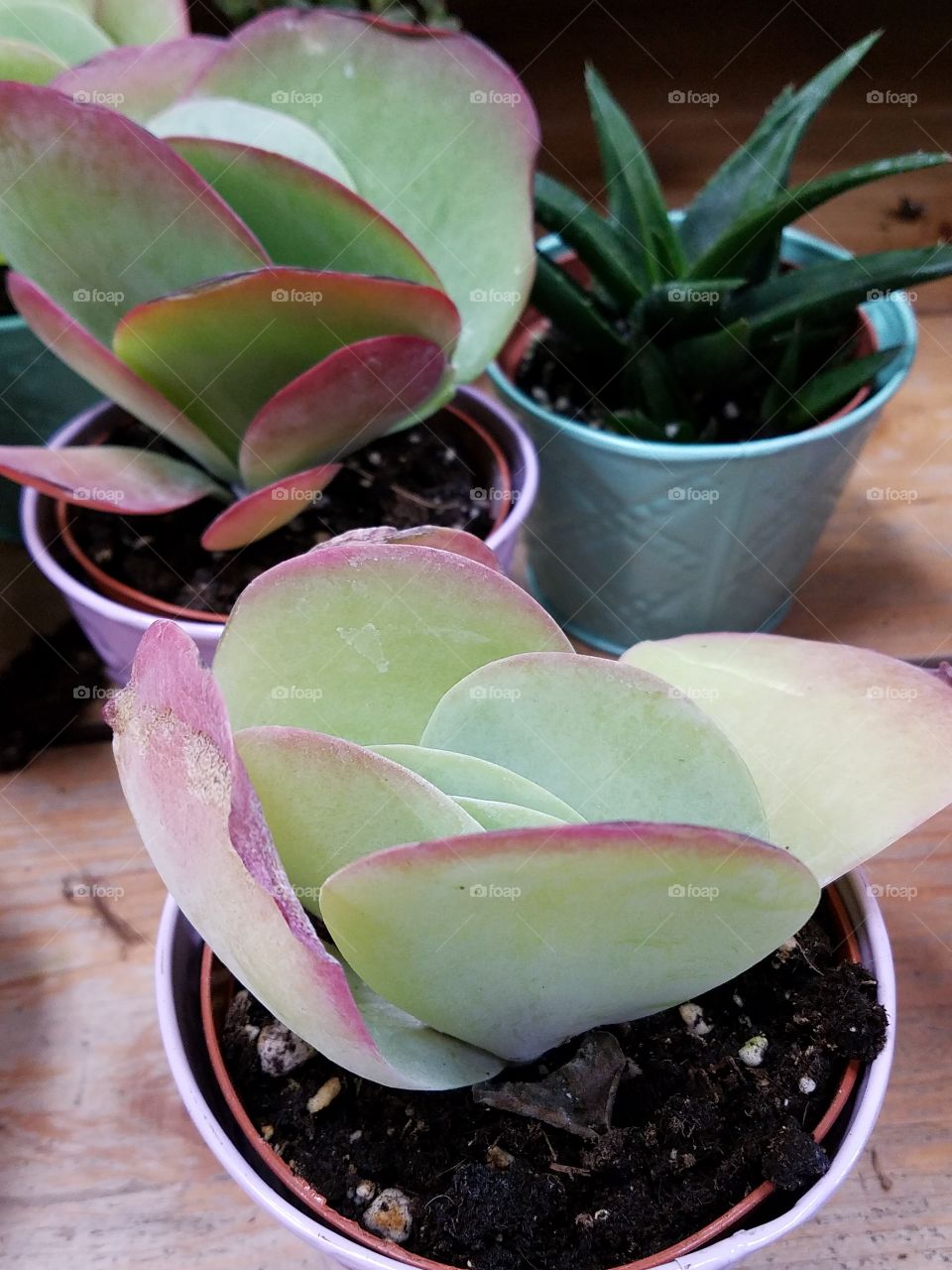 Close -up of house plants.