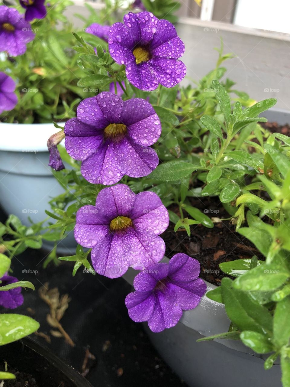 Petunias 