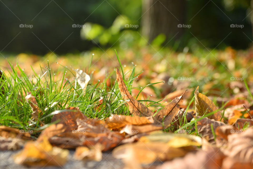 Autumn leafs