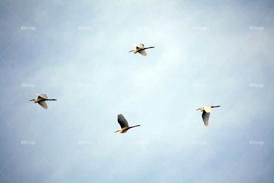 Flying herons