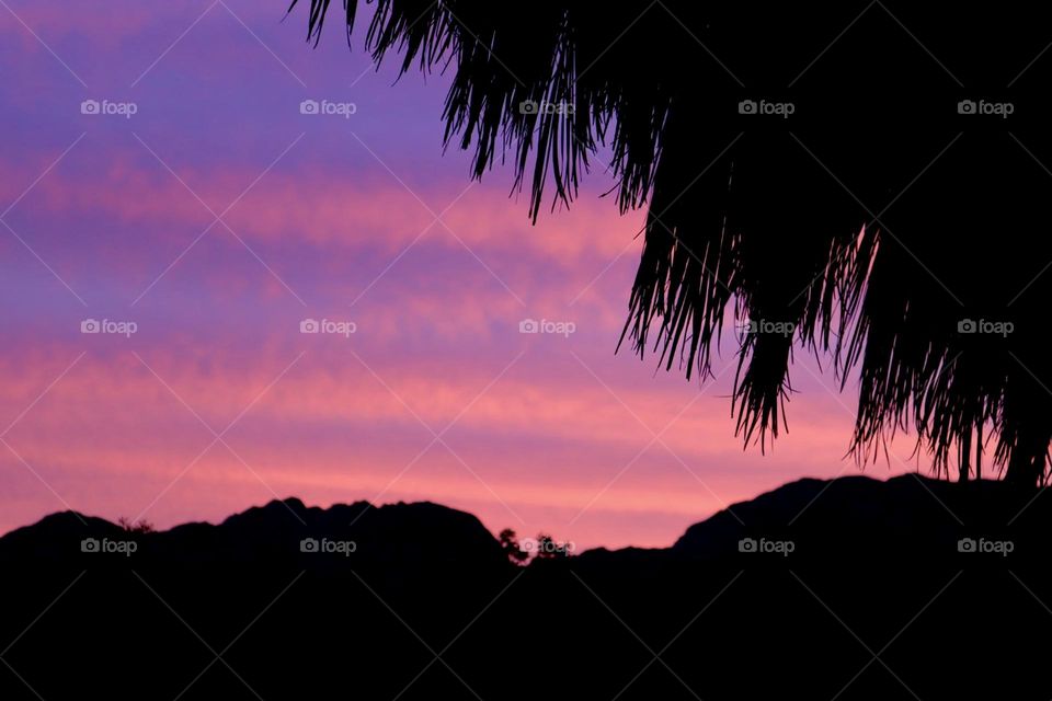 Pink sunset with palms tree branches silhouette 