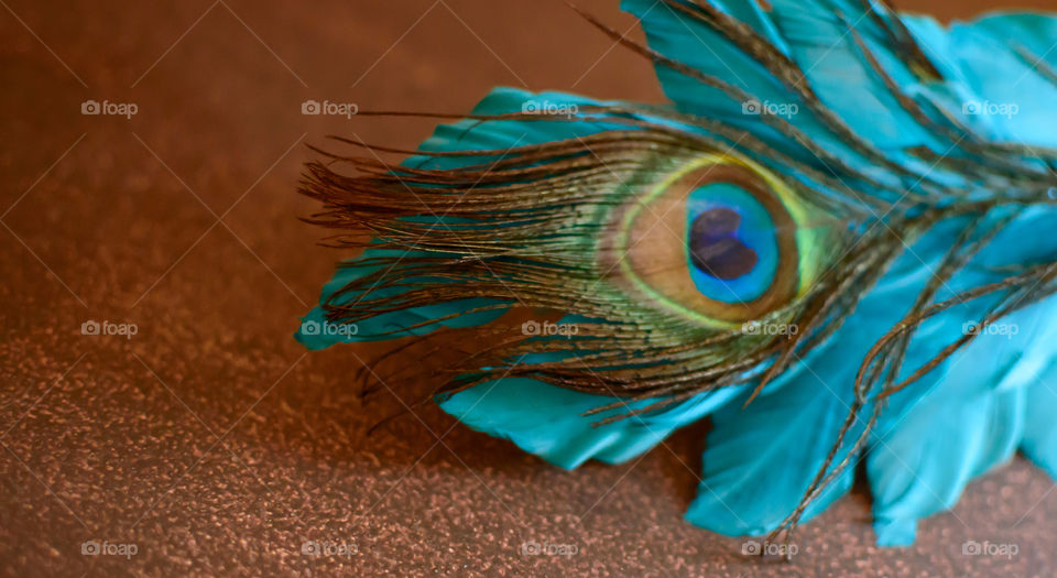 Eye of peacock feather on blue feathers isolated high angle view on wood desktop minimalist background photography with room for copy 