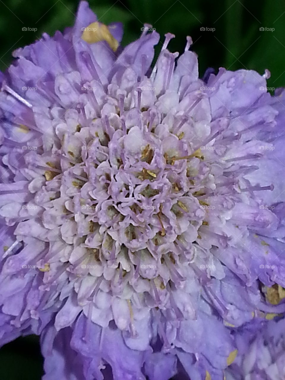 Scabiosa