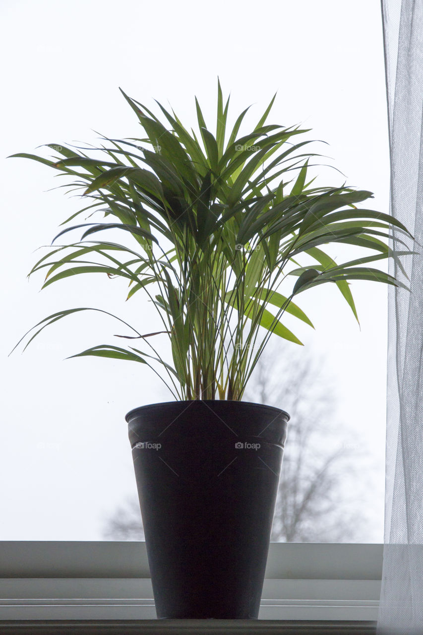 Green plant in a pot on the window sill  - grön växt på fönsterbräda 