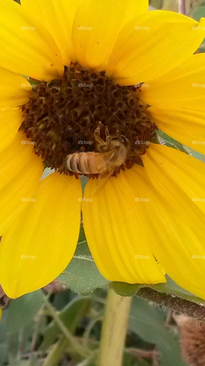 Bee and Sunflower