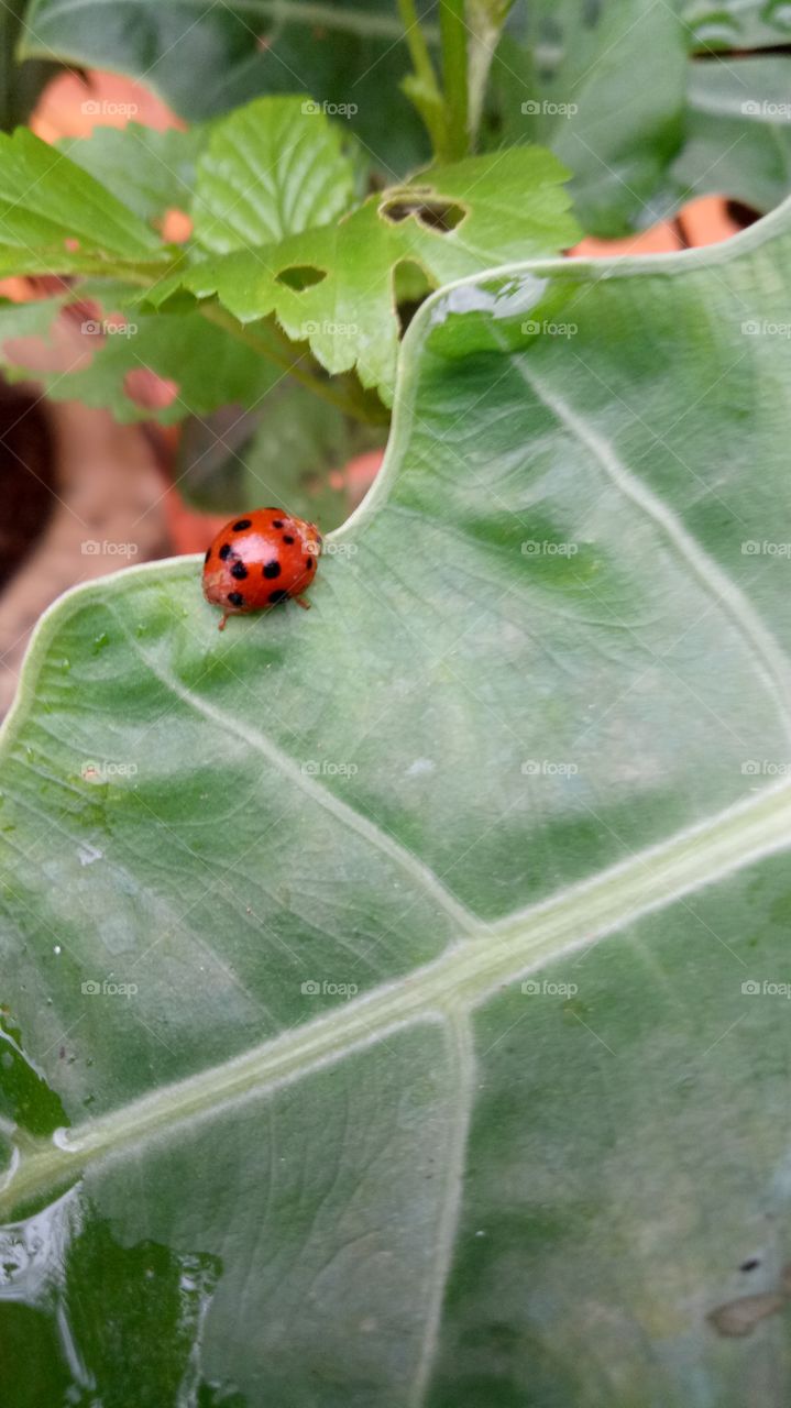 Ladybirds