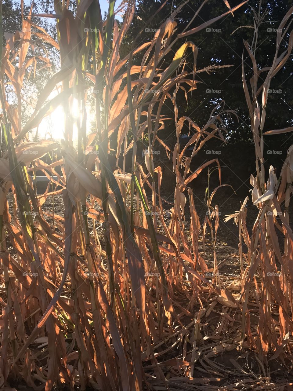 Sunlight shines through the golden cornstalk on a fall afternoon. USA, America 