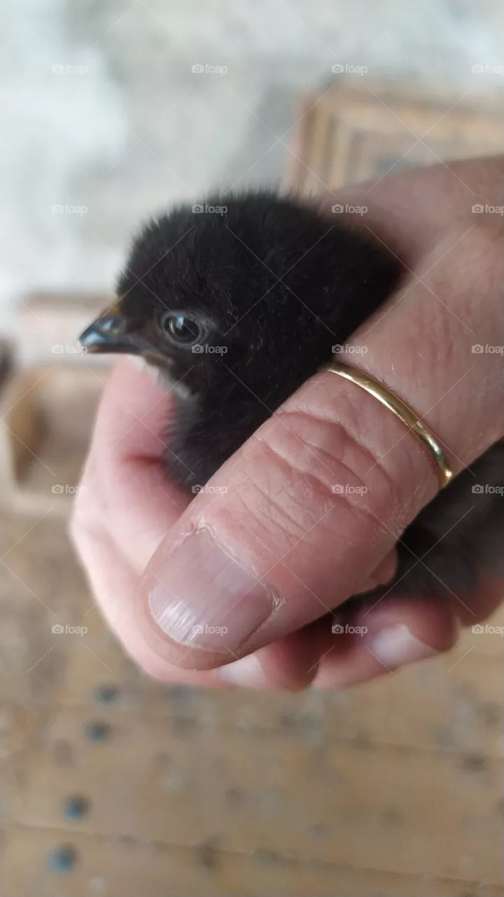 baby chicken