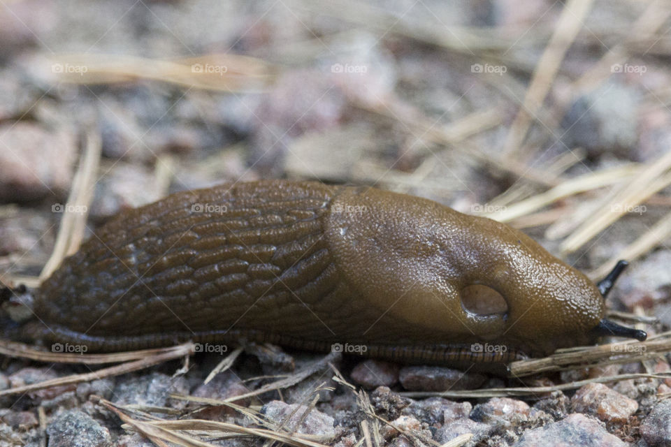 Slug in the forest - snigel