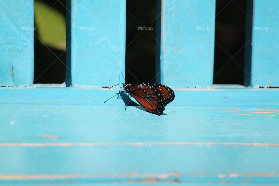 Bright turquoise bench and orange butterfly