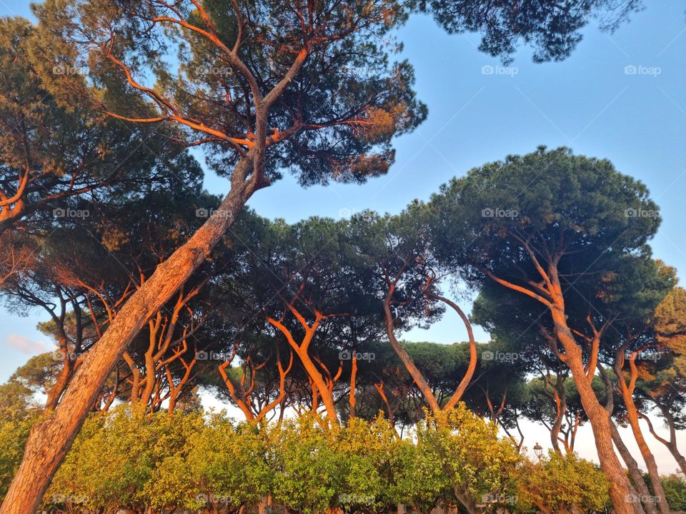 Reflejo del atardecer en los árboles de naranjo