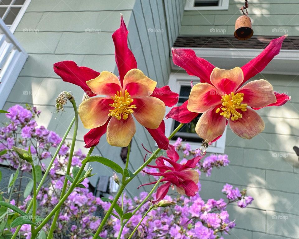 Red and orange Columbine in a garden 