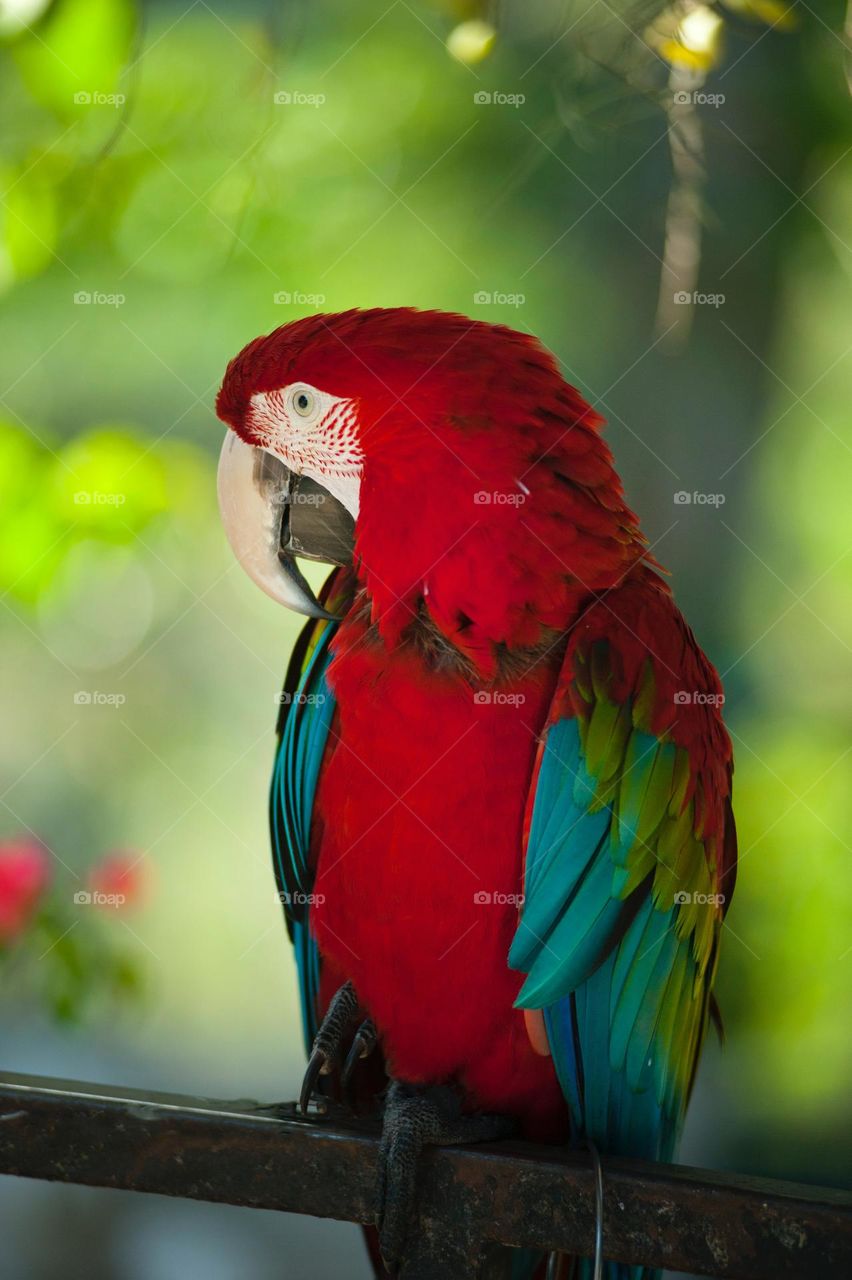 Macaw bird, parrot, beautiful bird, amazing bird, gorgeous bird, lovely bird, wonderful bird, beautiful picture, beauty, amazing photo, amazing picture