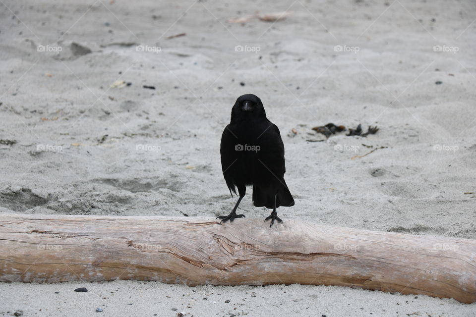 Crow on a log