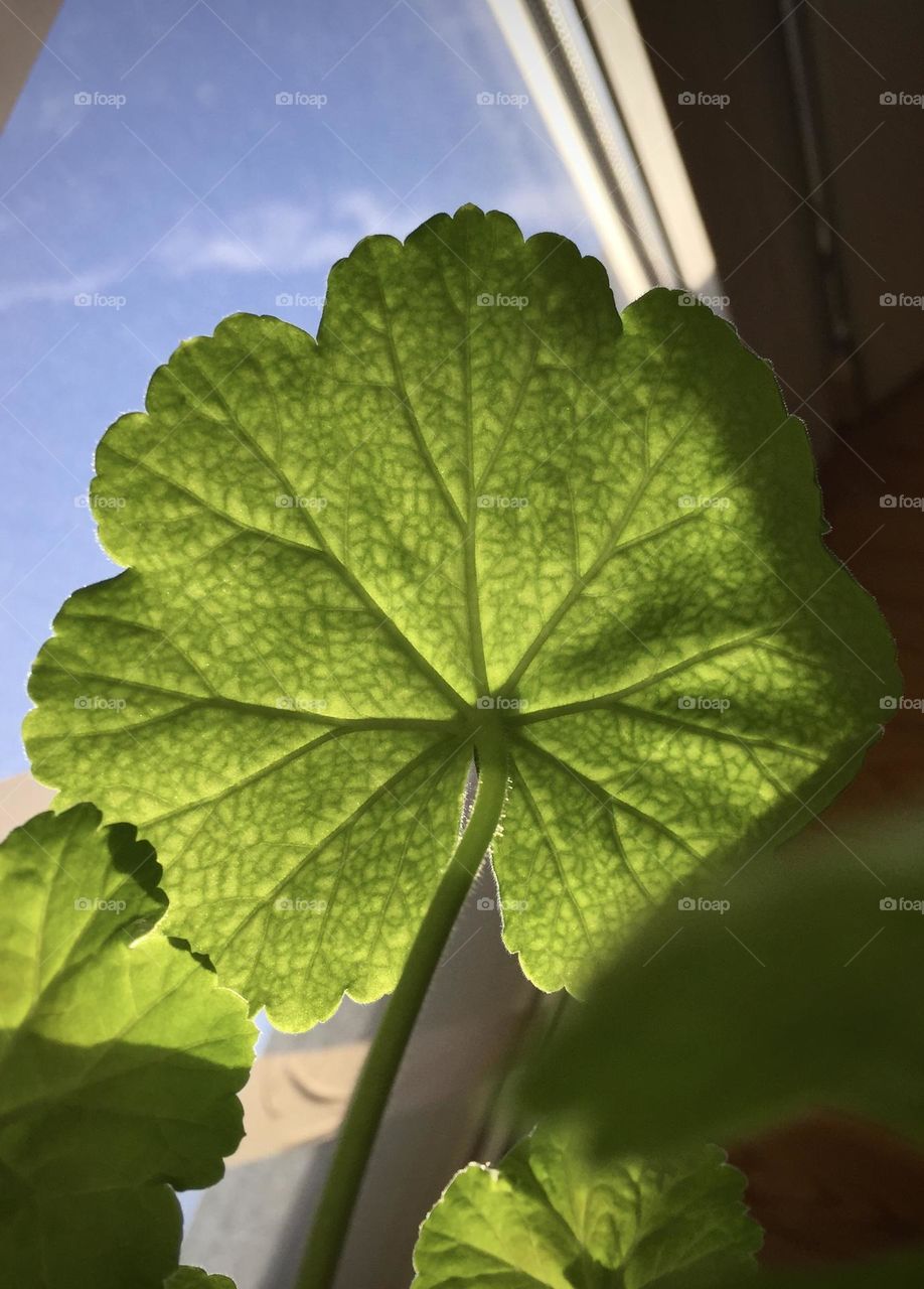 Green leaf 