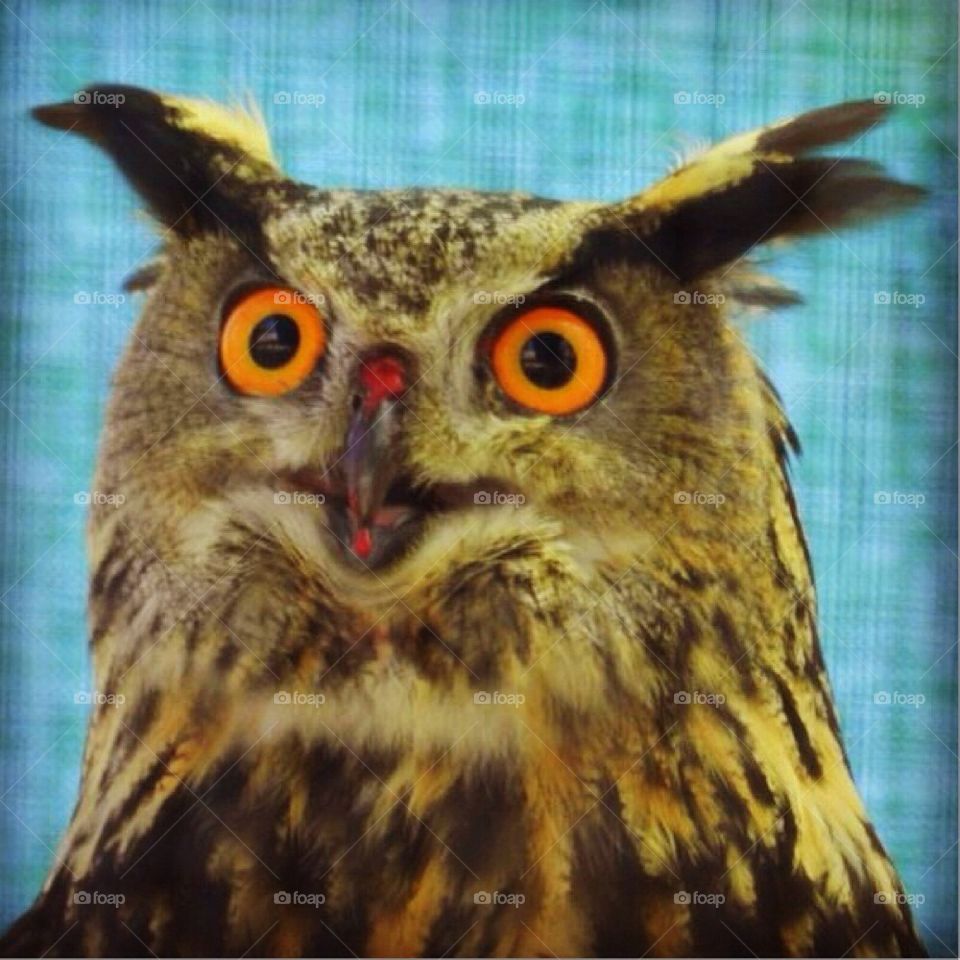 Owl