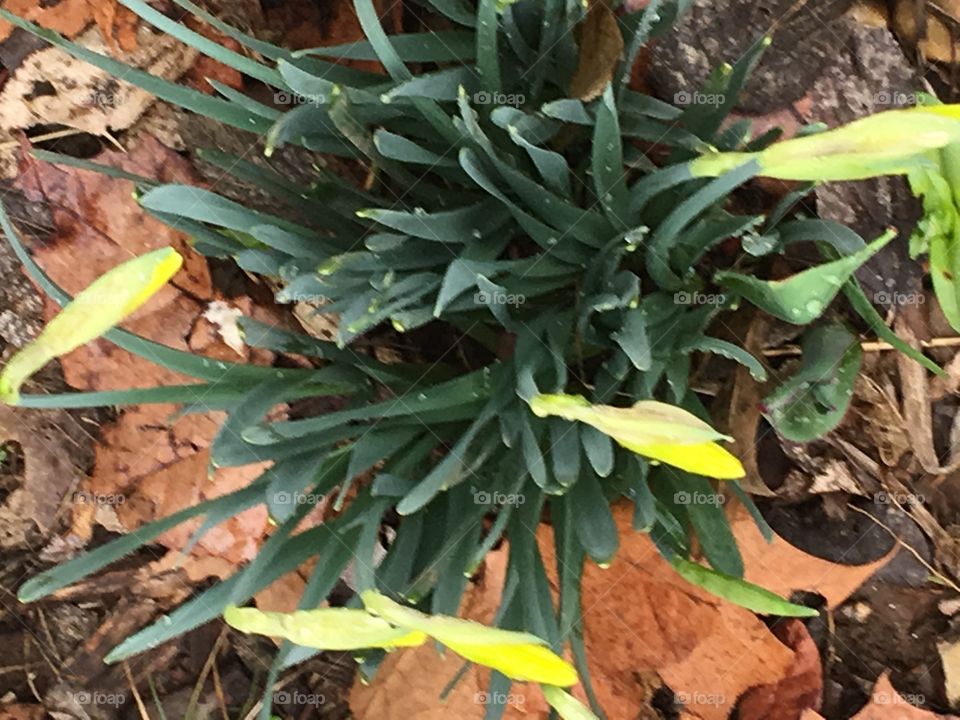 Leaf, Nature, Flora, No Person, Flower