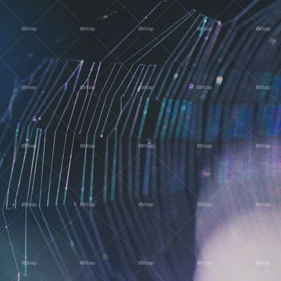Spider, No Person, Connection, Network, Abstract