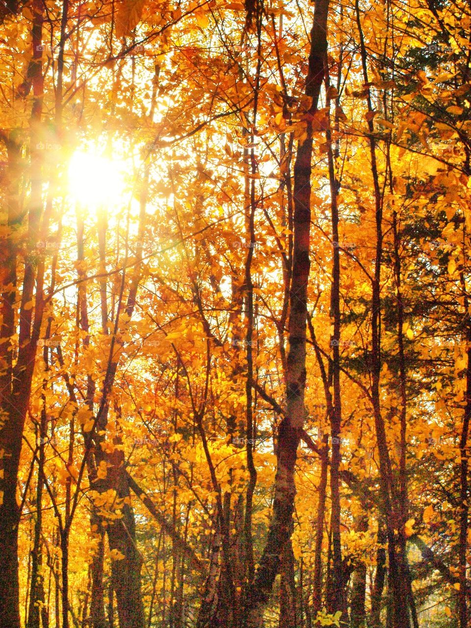 Sunlight through the birch wood